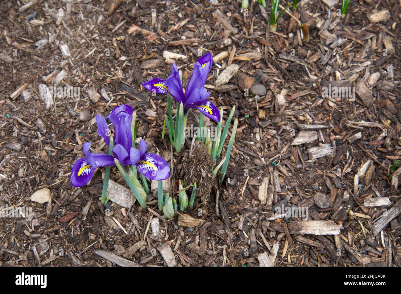 Small, violet iris, blooming amidst the mulch in a small, New England garden during winter. Flowers in bottom left corner. Stock Photo