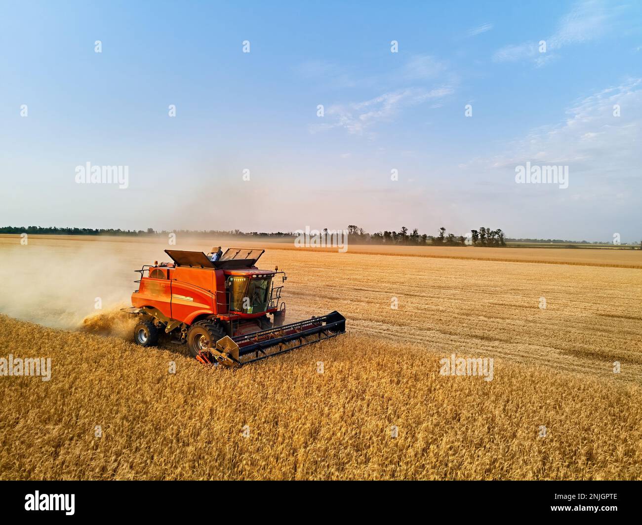 Aerial drone photo of red harvester working in wheat field on sunset ...