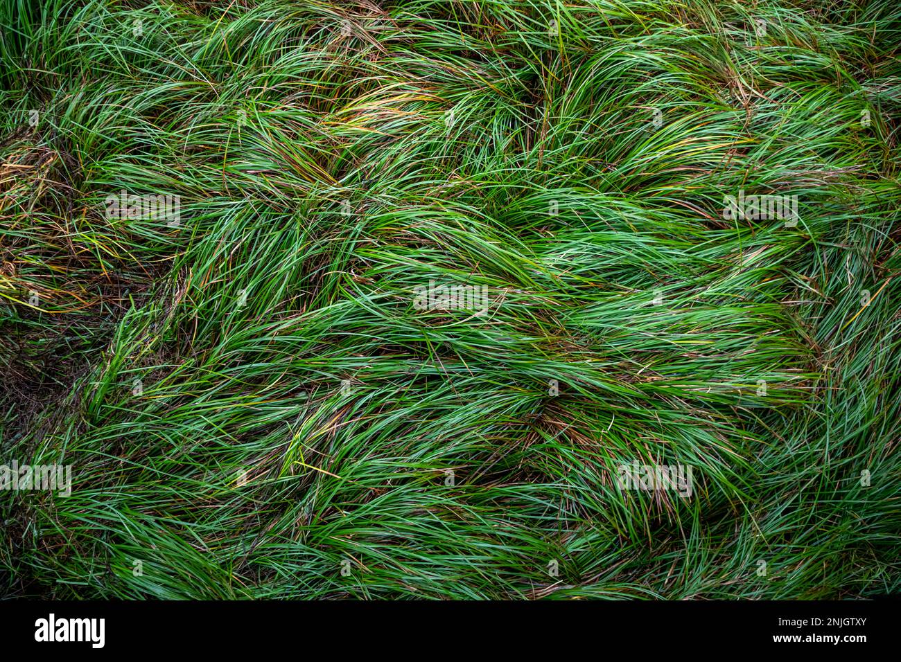 Freshwater coastal swamp grass hires stock photography and images Alamy