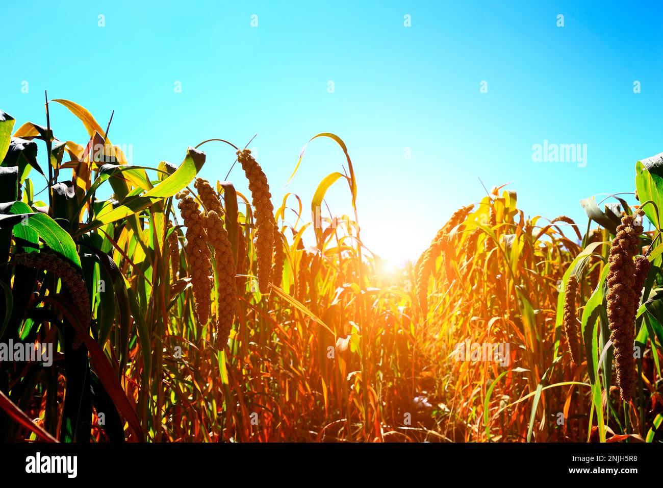 Mature millet in the farmland Stock Photo Alamy