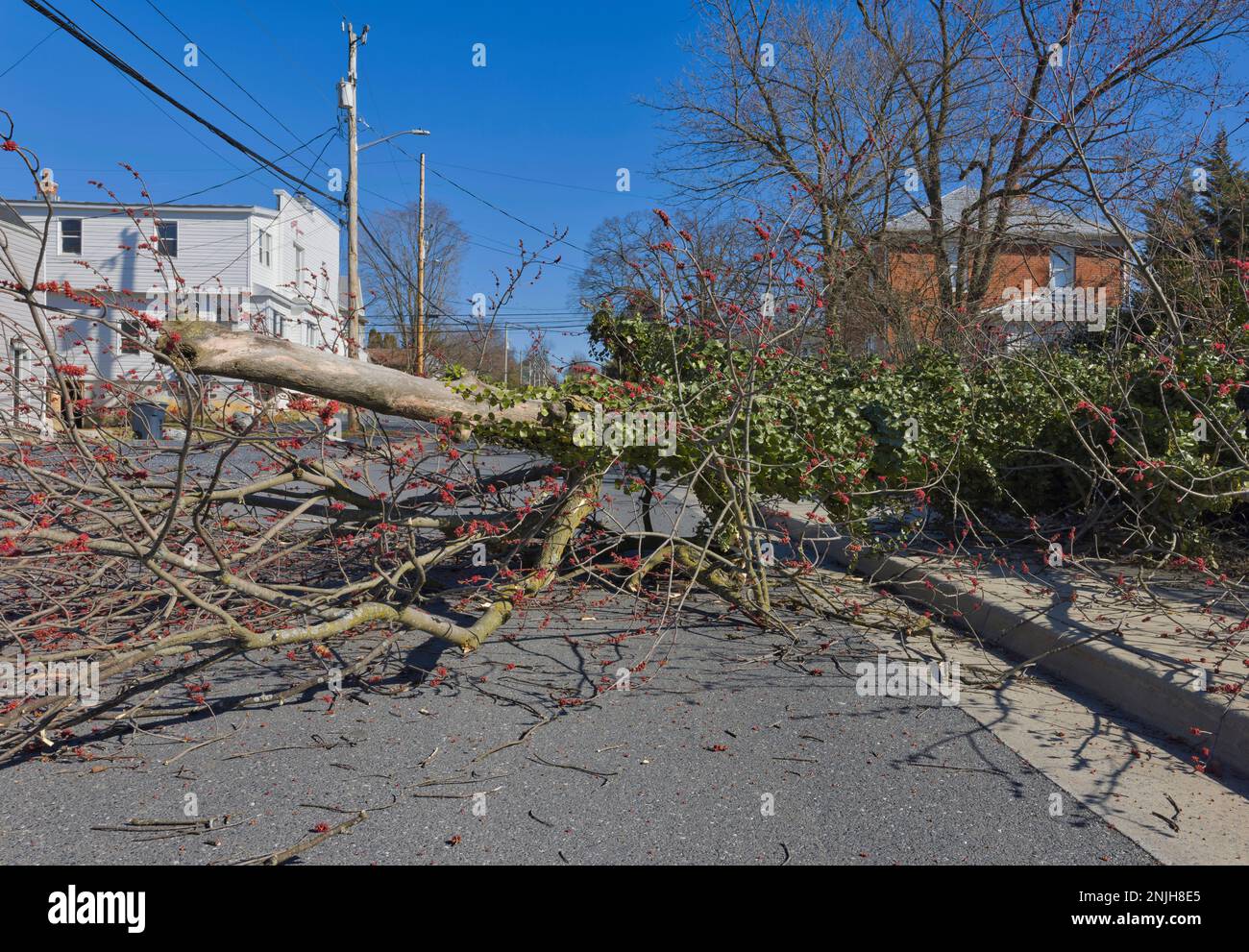 Fallen tree after hurricane Stock Photo - Alamy