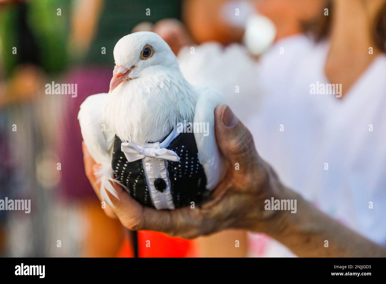 A rescue pigeon with Palomacy piegeon and dove rescue is shown off to children at the 45th