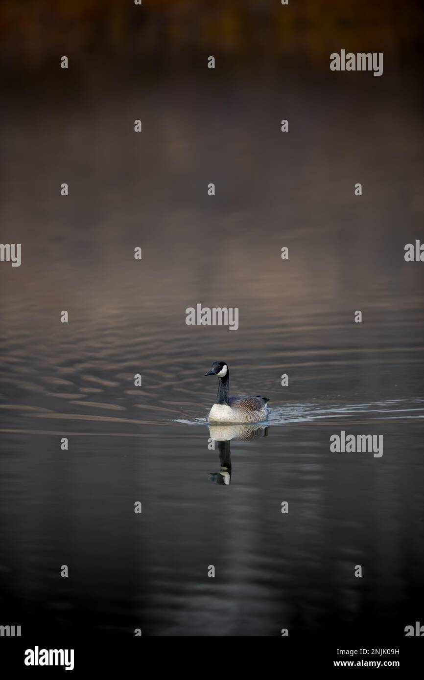 Canada goose Middle Creek Reservoir migration - Canadian geese Branta canadensis Stock Photo