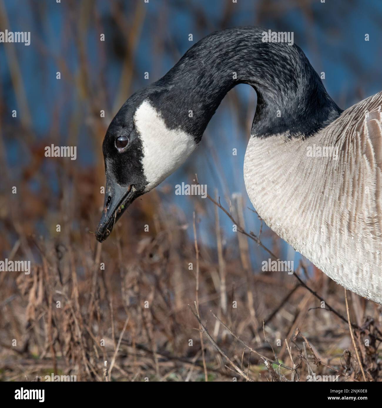 Canada goose Middle Creek Reservoir migration - Canadian geese Branta canadensis Stock Photo