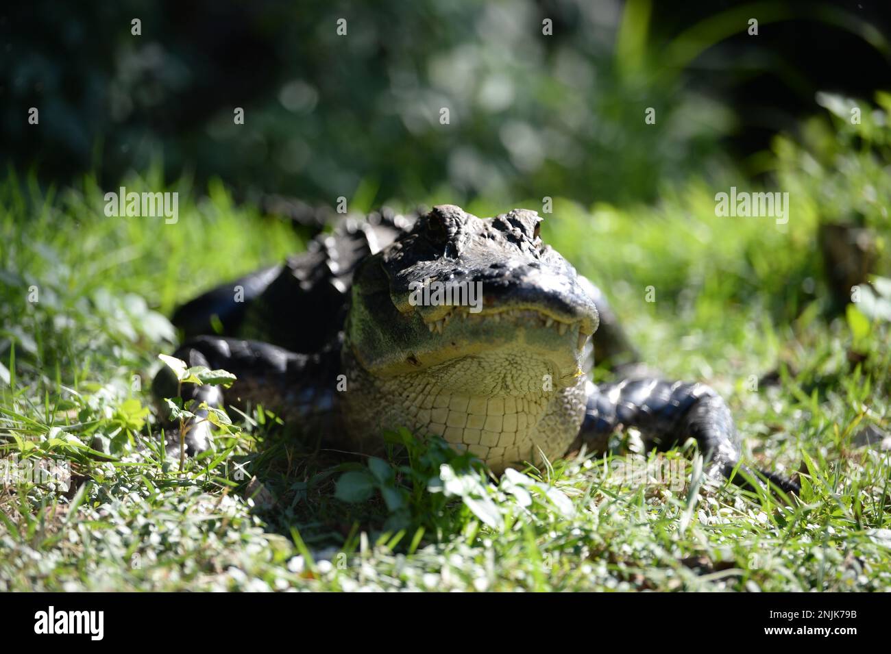 Earth Day is an annual event celebrated around the world on April 22 to demonstrate support for environmental protection. First celebrated in 1970, it now includes events coordinated globally by the Earth Day Network in more than 193 countries People: Alligator Credit: Storms Media Group/Alamy Live News Stock Photo