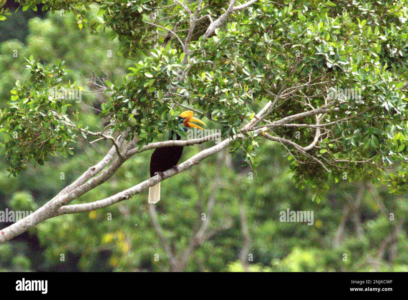A female individual of knobbed hornbill, or sometimes called Sulawesi wrinkled hornbill (Rhyticeros cassidix), is foraging on a tree in a rainforest area near Mount Tangkoko and Duasudara in Bitung, North Sulawesi, Indonesia. Due to their dependency on forest and certain types of trees, hornbills in general are threatened by climate change. 'There is rapidly growing evidence for the negative effects of high temperatures on the behavior, physiology, breeding, and survival of various bird, mammal, and reptile species around the world,' said Dr. Nicholas Pattinson, a scientist. Stock Photo