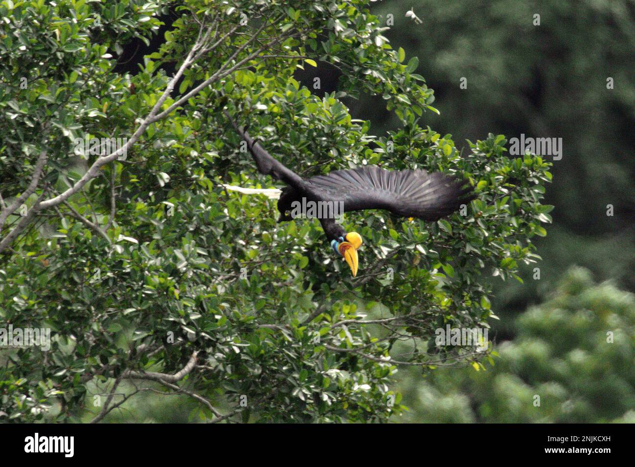 A female individual of knobbed hornbill, or sometimes called Sulawesi wrinkled hornbill (Rhyticeros cassidix), flies as she is leaving a tree during a foraging session in a rainforest area near Mount Tangkoko and Duasudara in Bitung, North Sulawesi, Indonesia. Due to their dependency on forest and certain types of trees, hornbills in general are threatened by climate change. Stock Photo