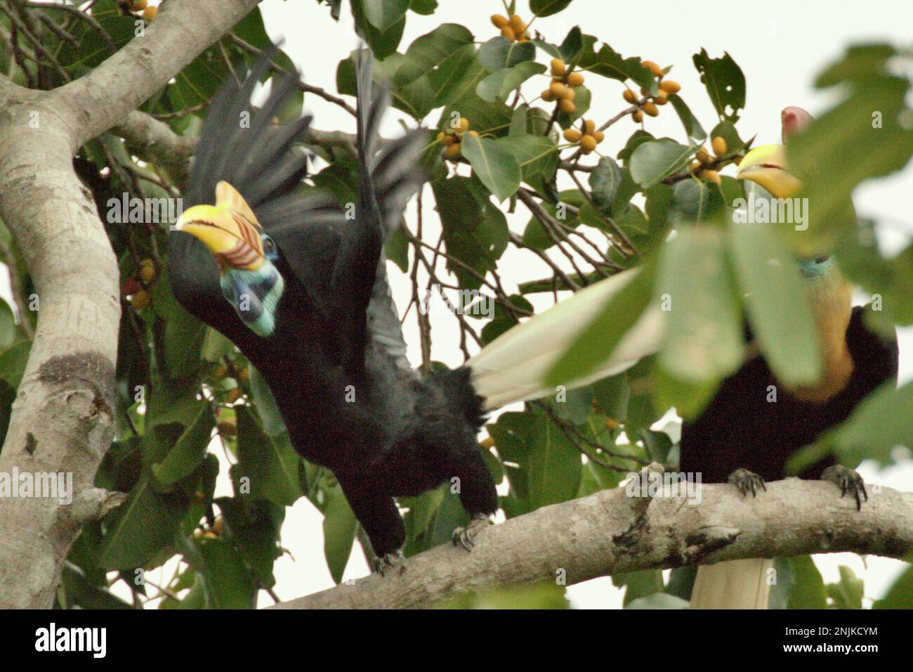 A female individual of knobbed hornbill (Rhyticeros cassidix) takes off of a fig tree, leaving its male partner as they are foraging in a vegetated area near the foot of Mount Tangkoko and Duasudara (Dua Saudara) in Bitung, North Sulawesi, Indonesia. Due to their dependency on forest and certain types of trees, hornbills in general are threatened by climate change. 'There is rapidly growing evidence for the negative effects of high temperatures on the behavior, physiology, breeding, and survival of various bird, mammal, and reptile species around the world,' said Dr. Nicholas Pattinson,... Stock Photo