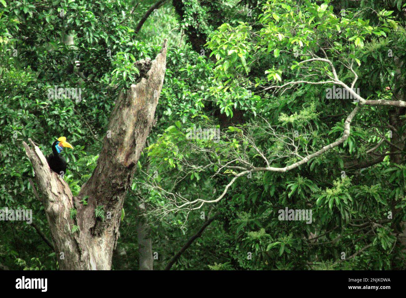 A female individual of knobbed hornbill, or sometimes called Sulawesi wrinkled hornbill (Rhyticeros cassidix), is perching on a dead tree in rainforest near Mount Tangkoko and DuaSudara in Bitung, North Sulawesi, Indonesia. Due to their dependency on forest and certain types of trees, hornbills in general are threatened by climate change. 'There is rapidly growing evidence for the negative effects of high temperatures on the behavior, physiology, breeding, and survival of various bird, mammal, and reptile species around the world,' said Dr. Nicholas Pattinson, a scientist. Stock Photo