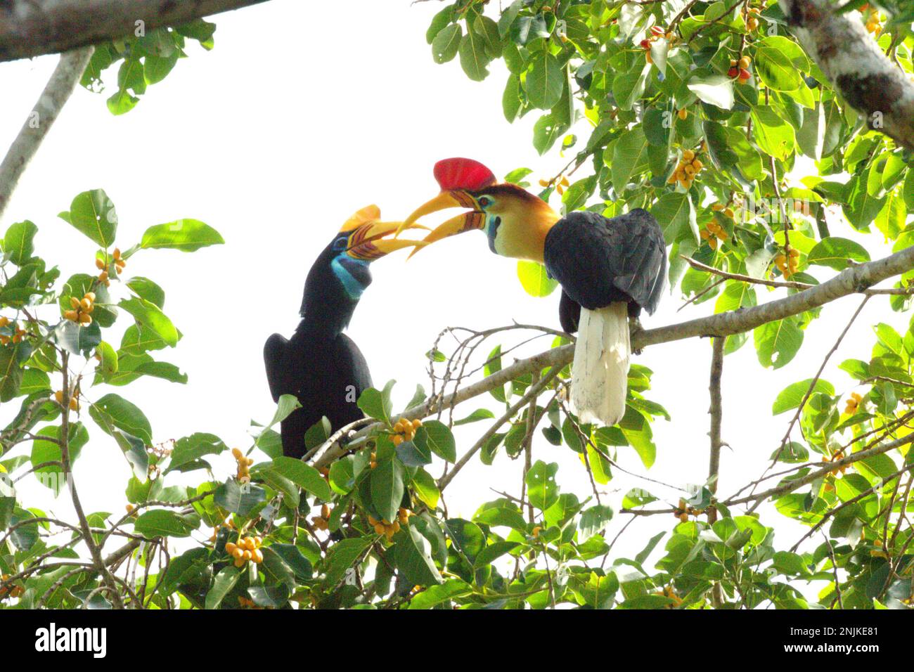 A pair of knobbed hornbills, or sometimes called Sulawesi wrinkled hornbill (Rhyticeros cassidix), is sharing food as they are foraging on a ficus (fig) tree in Tangkoko Nature Reserve, North Sulawesi, Indonesia. Due to their dependency on forest and certain types of trees, hornbills in general are threatened by climate change. 'There is rapidly growing evidence for the negative effects of high temperatures on the behavior, physiology, breeding, and survival of various bird, mammal, and reptile species around the world,' said Dr. Nicholas Pattinson, a scientist from University of Cape Town. Stock Photo