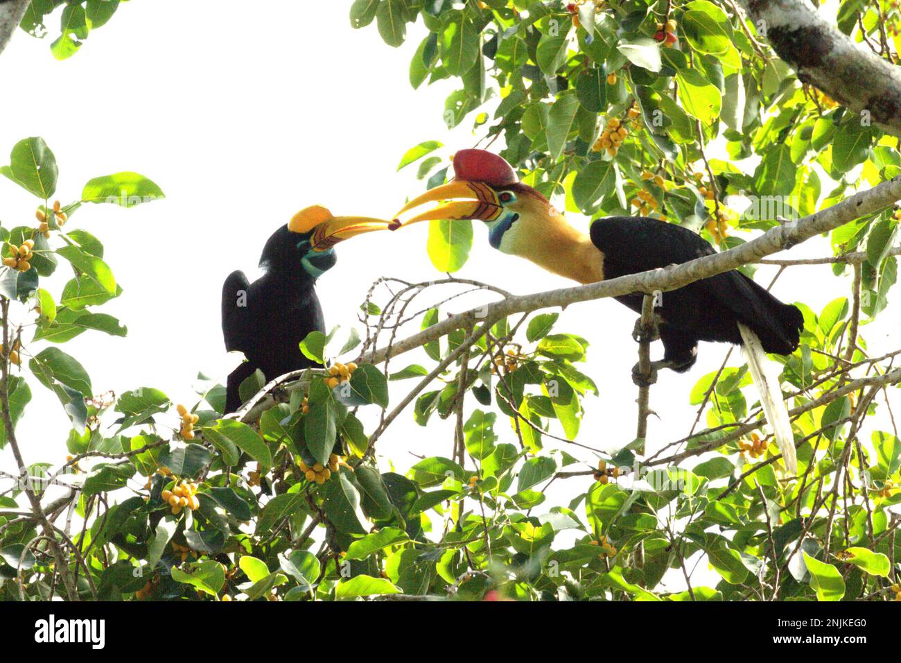 A pair of knobbed hornbills, or sometimes called Sulawesi wrinkled hornbill (Rhyticeros cassidix), is sharing food as they are foraging on a ficus (fig) tree in Tangkoko Nature Reserve, North Sulawesi, Indonesia. Due to their dependency on forest and certain types of trees, hornbills in general are threatened by climate change. 'There is rapidly growing evidence for the negative effects of high temperatures on the behavior, physiology, breeding, and survival of various bird, mammal, and reptile species around the world,' said Dr. Nicholas Pattinson, a scientist from University of Cape Town. Stock Photo