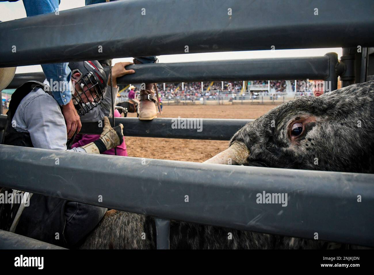 Bull Riding Colorado A cowboy gears up for some bull riding at the 2022 Garfield County Fair ...