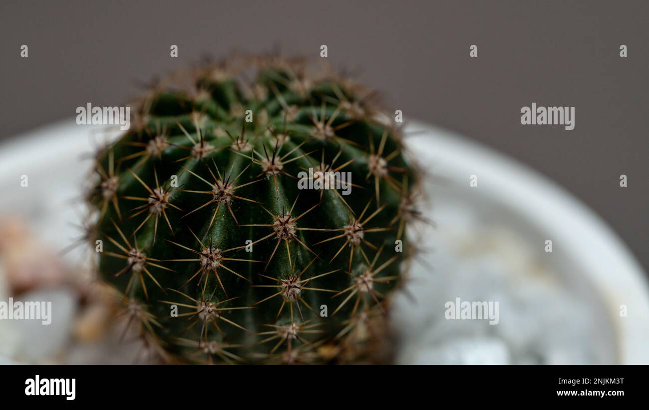 Cactus Plant in white pot on gray background Stock Photo