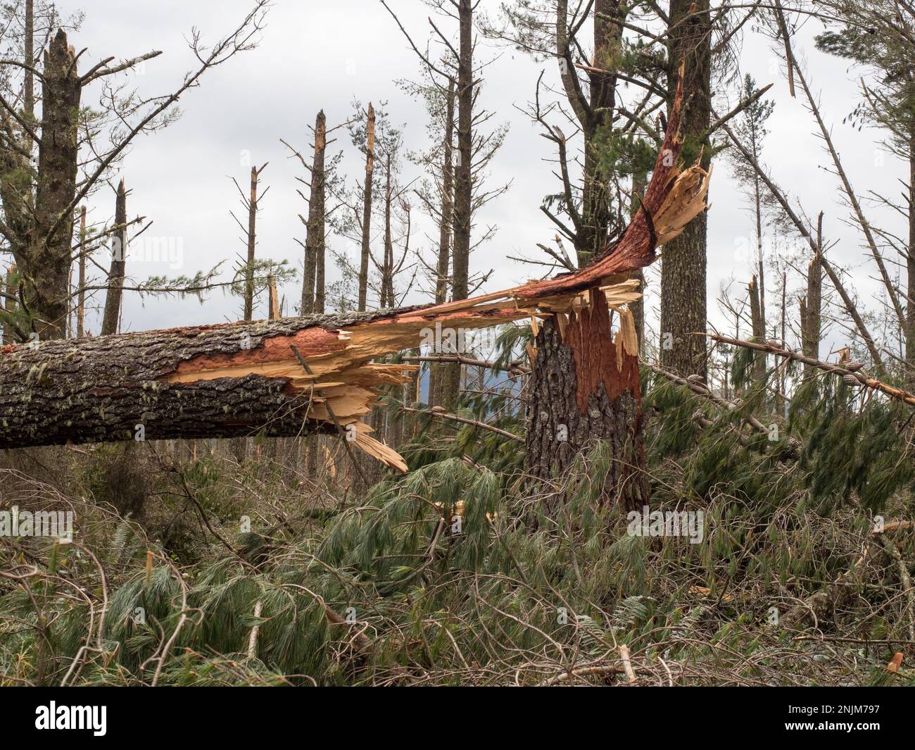 A close view of a snapped pine tree trunk in a forest after storm cyclone Gabrielle.Almost every tree has been snapped by severe high winds.Weather Stock Photo