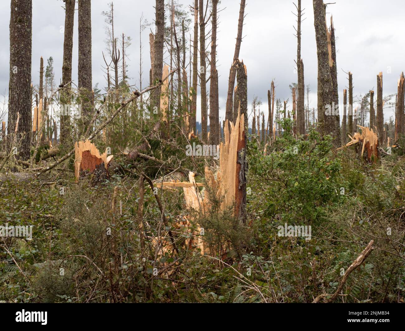 View of a pine forest after storm cyclone Gabrielle.Almost every tree has been snapped by severe high winds.Apocalyptic scene. Stock Photo