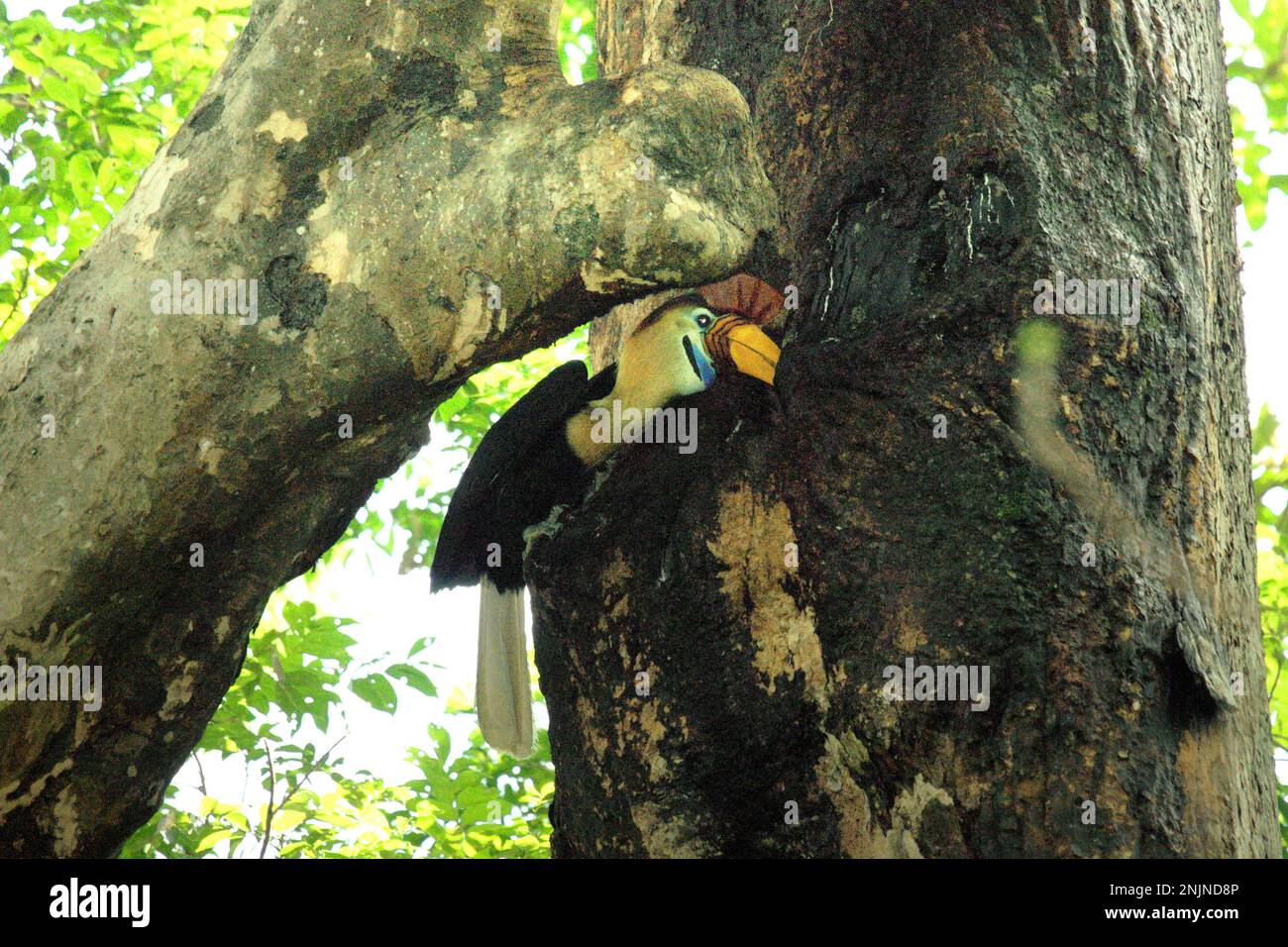 A male knobbed hornbill, or sometimes called Sulawesi wrinkled hornbill (Rhyticeros cassidix), is feeding a chick that is waiting inside a nest, through a crack on a tree in Tangkoko Nature Reserve, North Sulawesi, Indonesia. Due to their dependency on forest and certain types of trees, hornbills in general are threatened by climate change. 'There is rapidly growing evidence for the negative effects of high temperatures on the behavior, physiology, breeding, and survival of various bird, mammal, and reptile species around the world,' said Dr. Nicholas Pattinson (University of Cape Town). Stock Photo