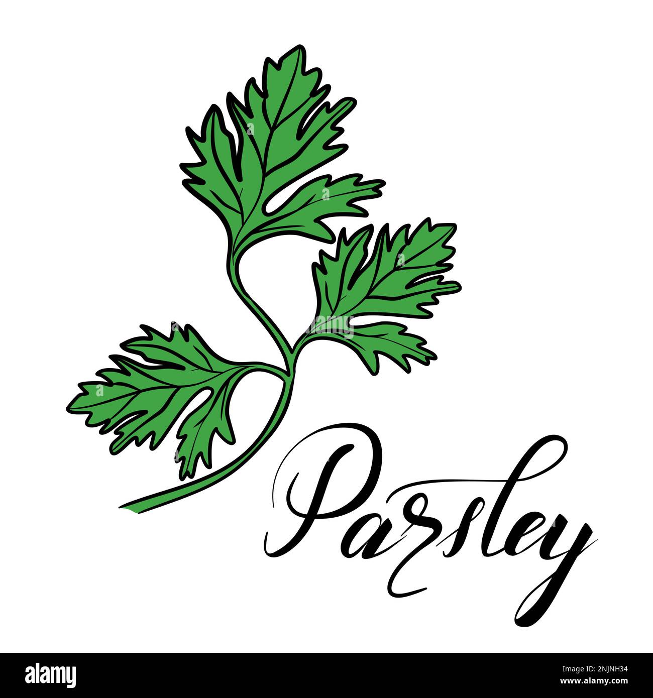 Parsley leaves with text vector illustration Stock Vector Image & Art
