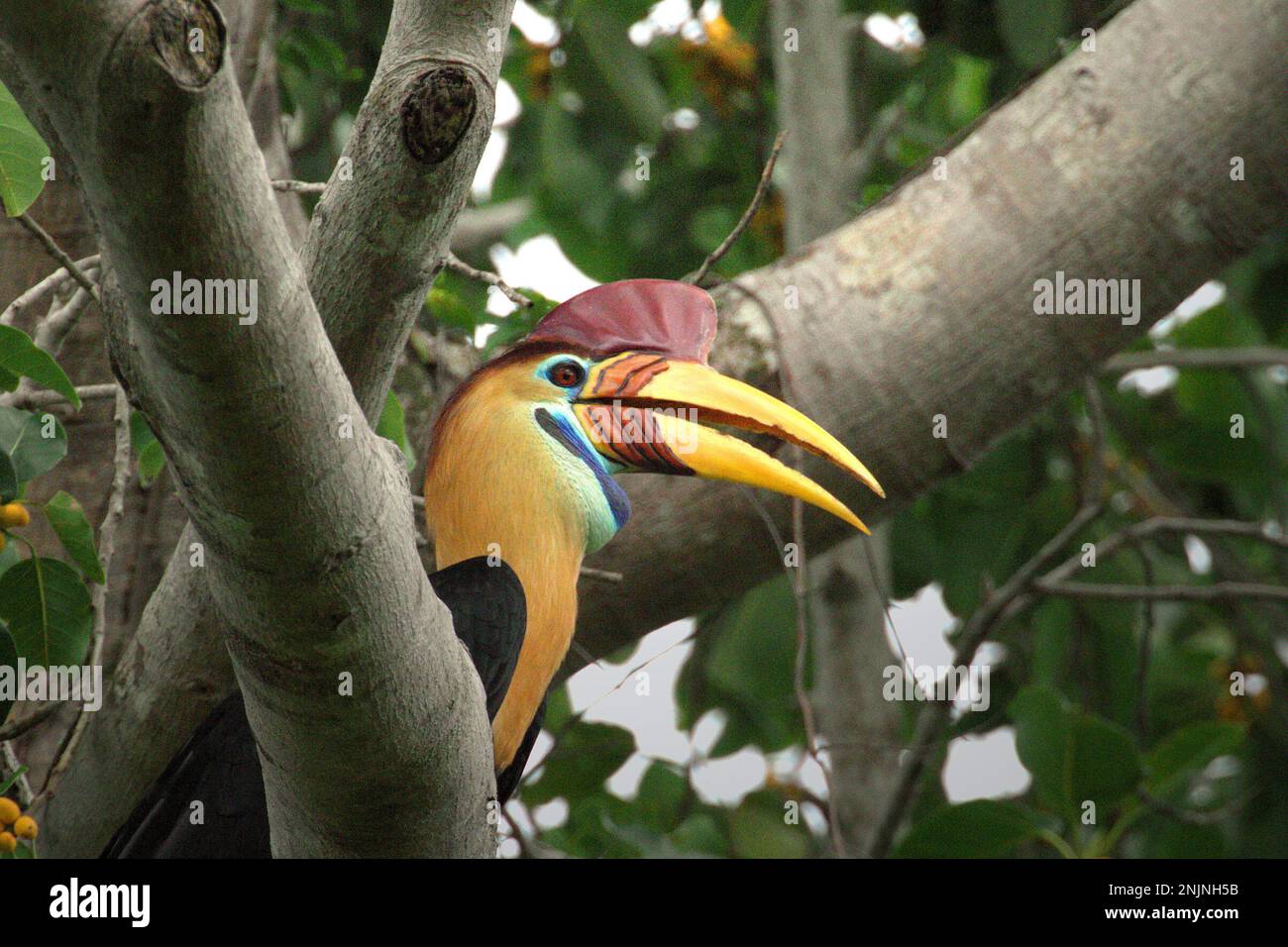 A male individual of knobbed hornbill, or sometimes called Sulawesi wrinkled hornbill (Rhyticeros cassidix), is photographed as he is perching on a branch of a ficus tree in a rainforest area near Mount Tangkoko and Duasudara in Bitung, North Sulawesi, Indonesia. 'A key feature of the rainforests is the high level of species diversity in trees, a characteristic that is vital for the proper functioning of the ecosystem. Species diversity allows the forests to be resilient,' according to a team of researchers of the University of Haifa in a February 2023 publication on Phys.Org. Stock Photo