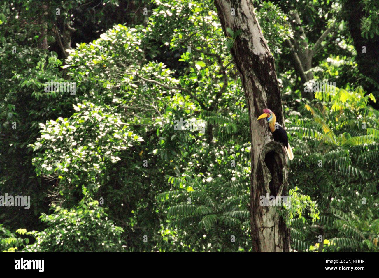 A male individual of knobbed hornbill, or sometimes called Sulawesi wrinkled hornbill (Rhyticeros cassidix), is perching above a potential nesting hole on a tree in rainforest near Mount Tangkoko and DuaSudara in Bitung, North Sulawesi, Indonesia. Due to their dependency on forest and certain types of trees, hornbills in general are threatened by climate change.   'There is rapidly growing evidence for the negative effects of high temperatures on the behavior, physiology, breeding, and survival of various bird, mammal, and reptile species around the world,' said Dr. Nicholas Pattinson,... Stock Photo
