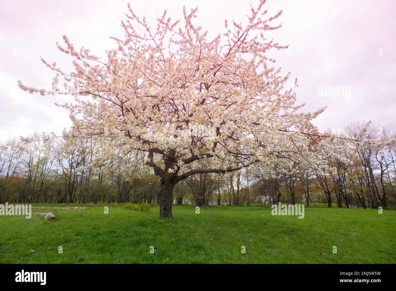 Cherry tree landscape hi-res stock photography and images - Alamy