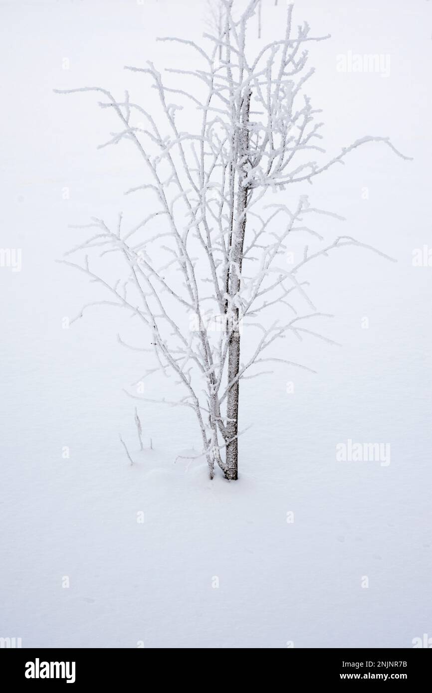small tree branches covered by frozen snow on white field Stock Photo