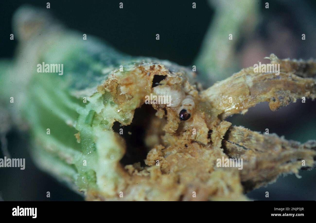This image provided by shows a squash vine borer larva and