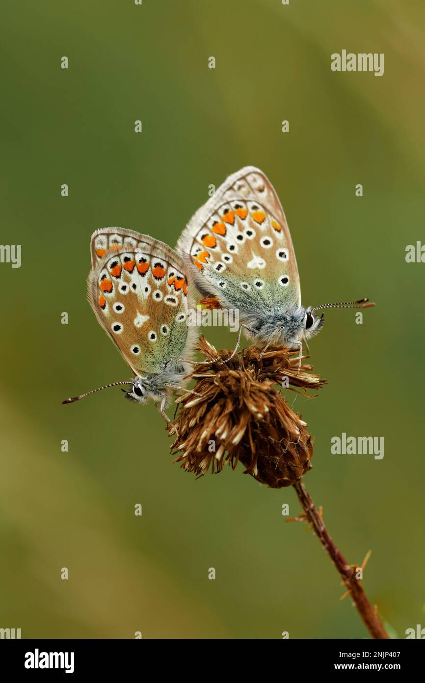 Common Blue butterflies mating Stock Photo