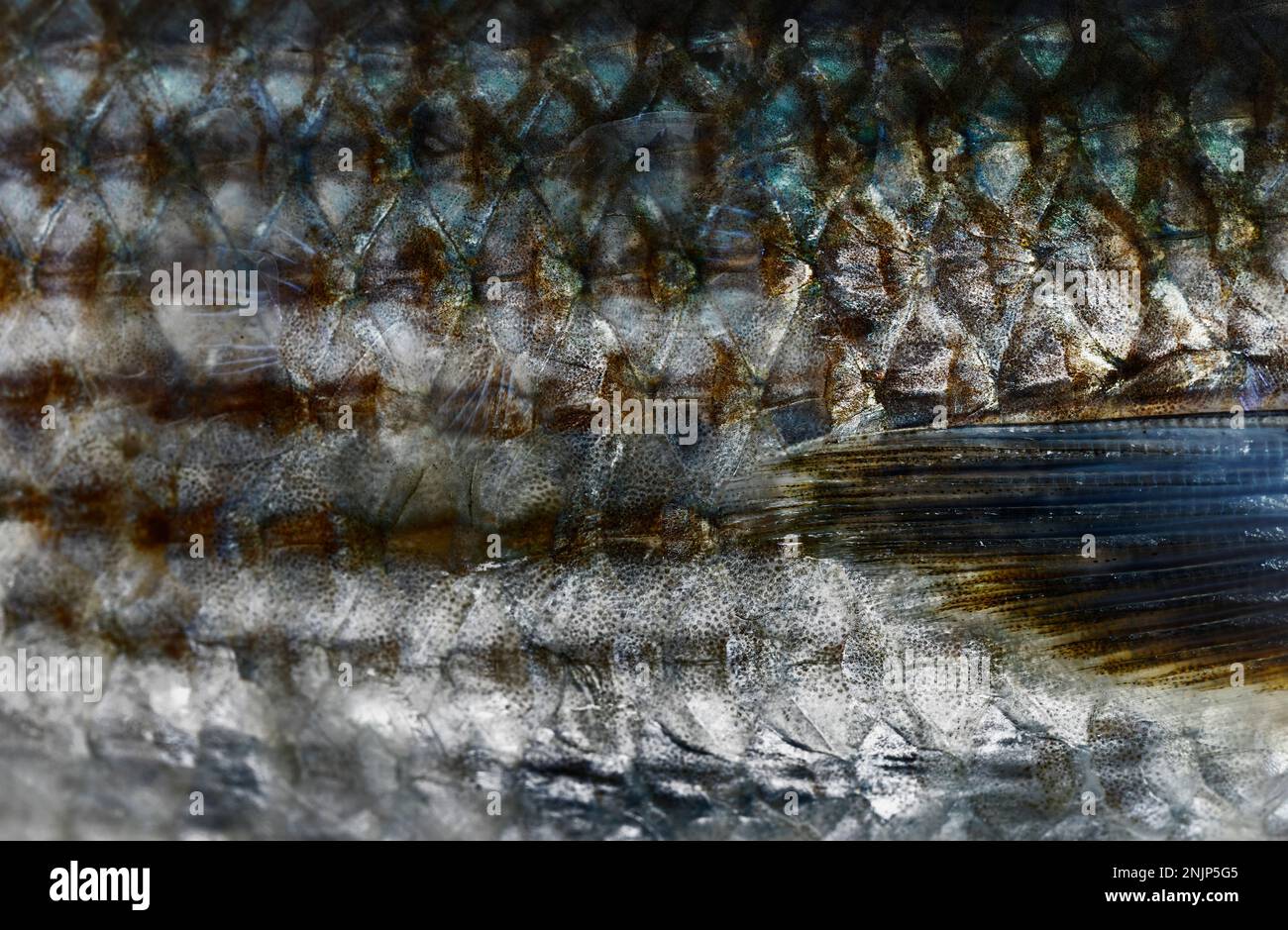 Abstract fish scale seamless hi-res stock photography and images - Alamy
