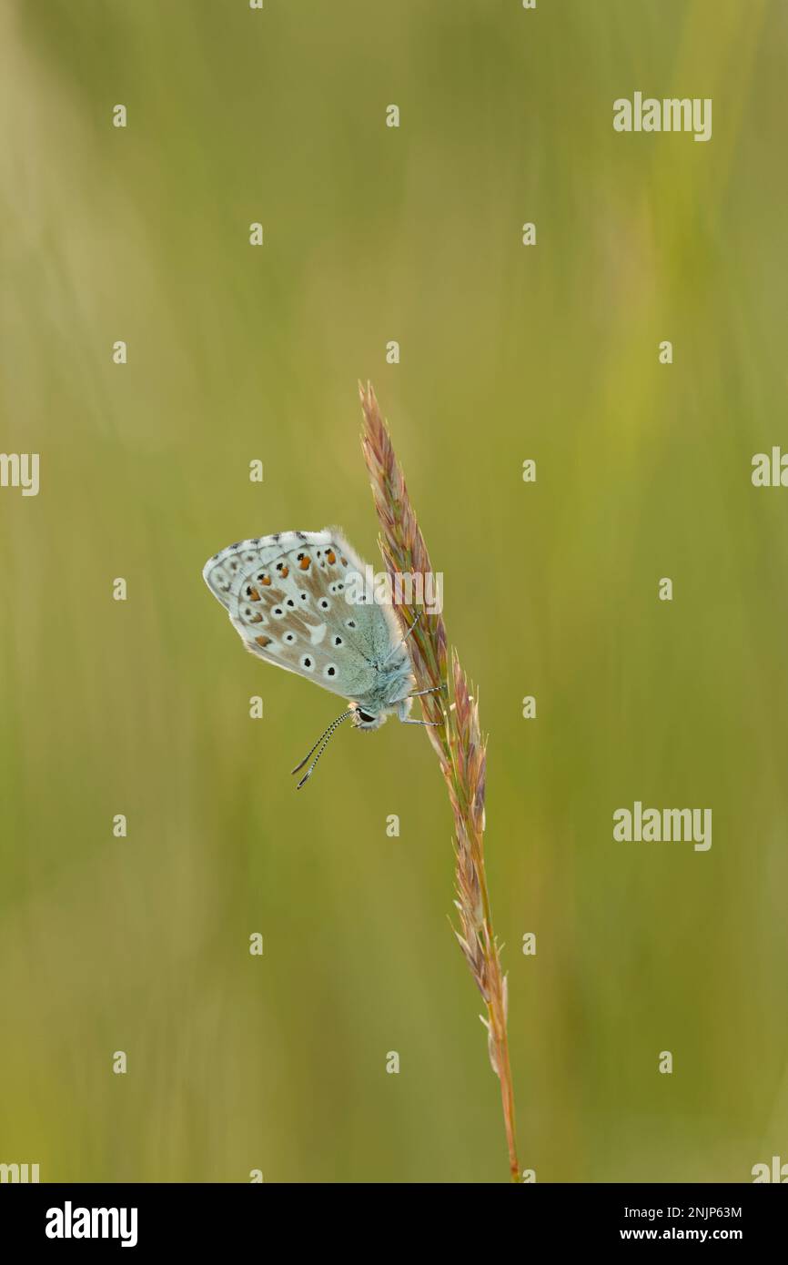 Chalk Hill Blue butterfly on grass seed head Stock Photo