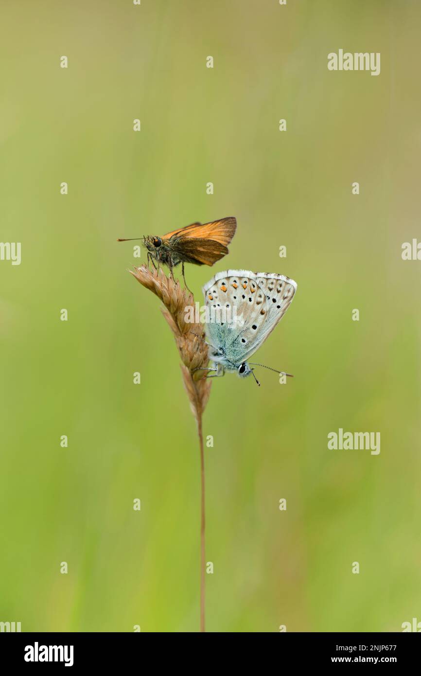 Small Skipper and Chalk Hill Blue butterflies on a grass seed head Stock Photo