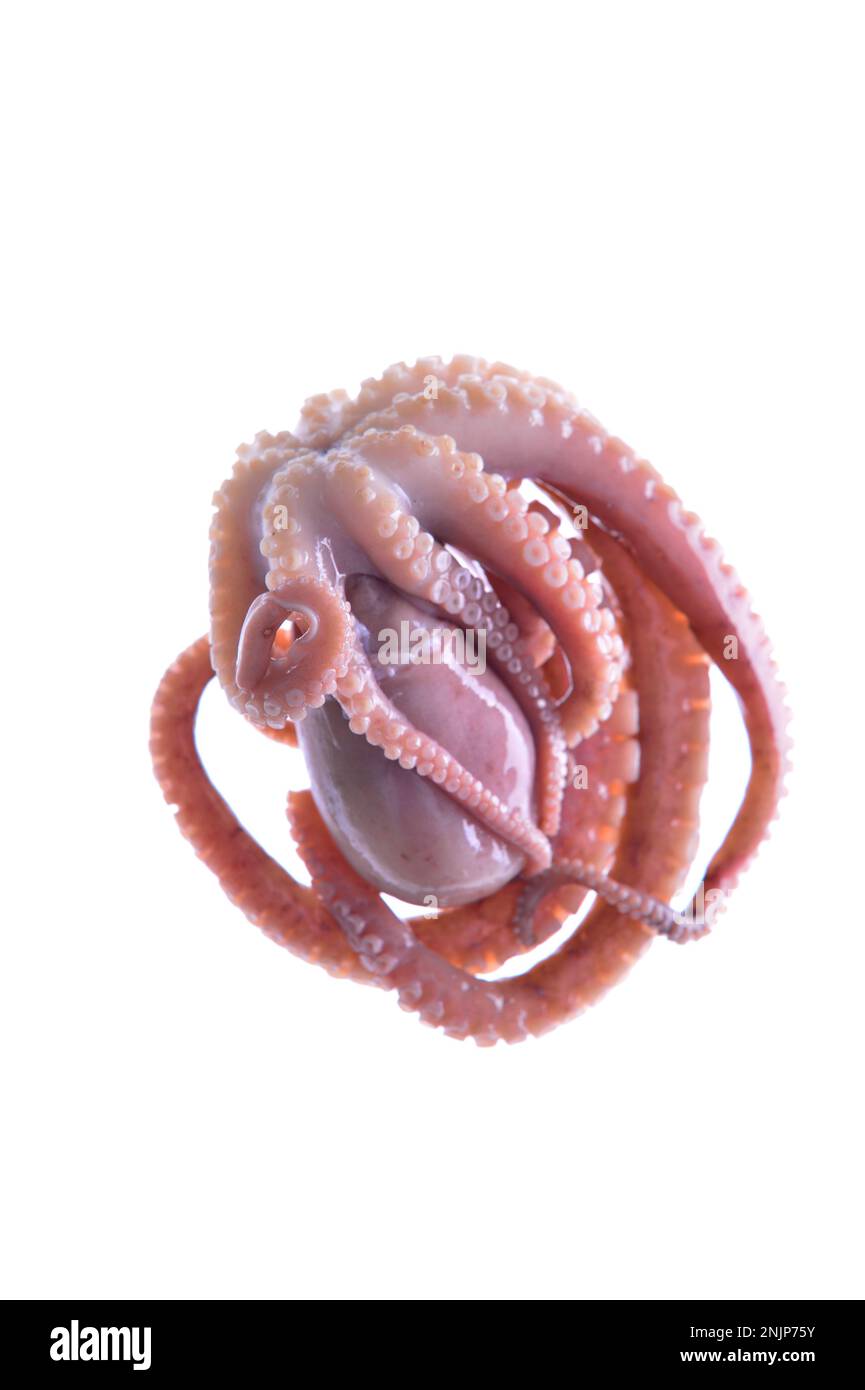 Octopus on a white background Stock Photo - Alamy