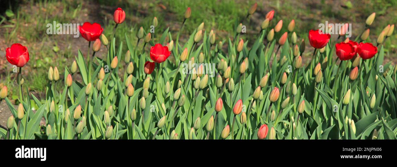 A lot of red tulips are sprouting up on a park lawn in a city garden. Spring flowers of red color and buds in blossoming between the grass. Springtime Stock Photo