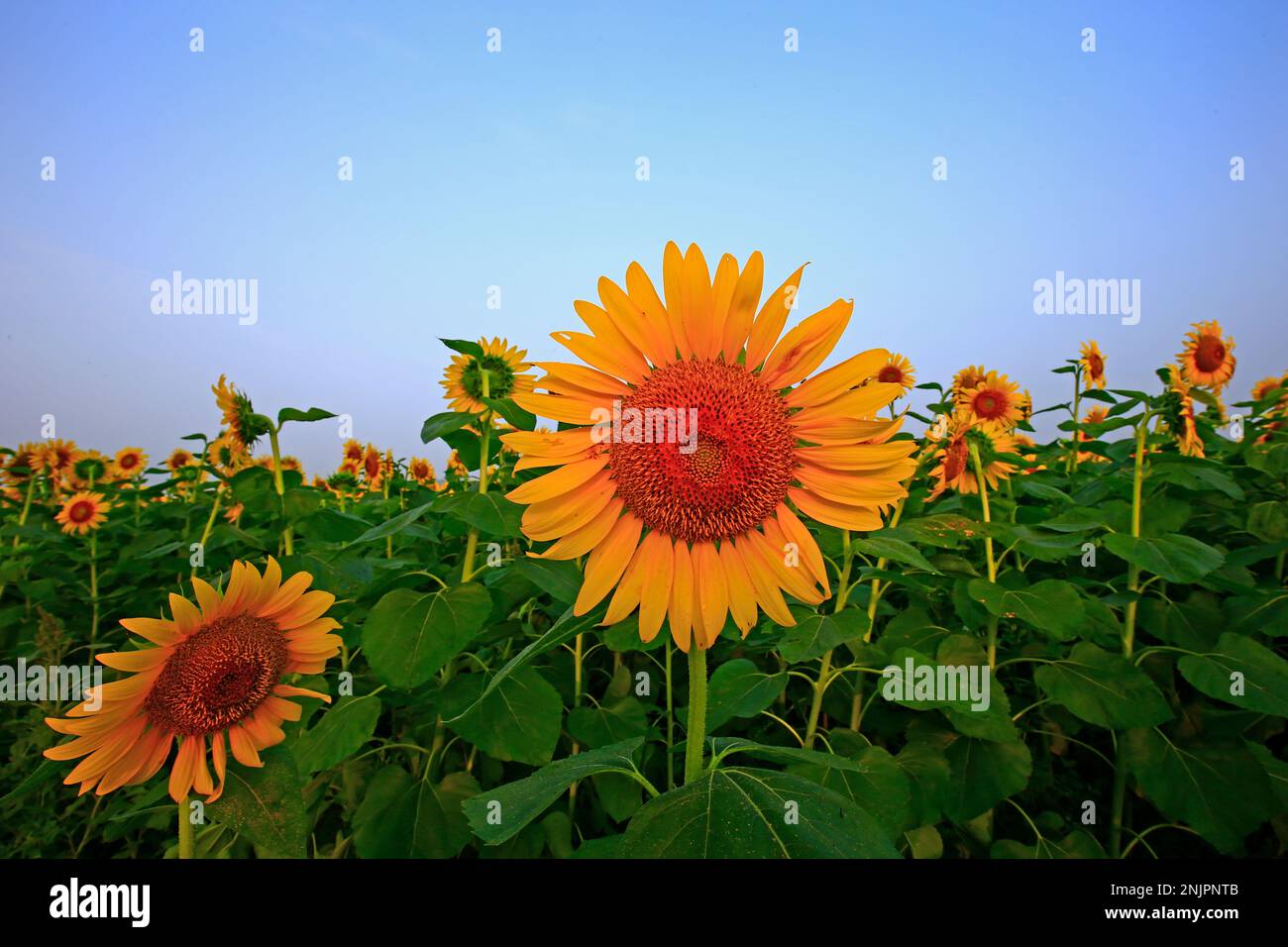 Sunflower grow in the wild Stock Photo Alamy