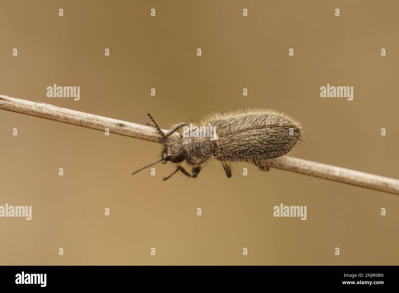 Natural closeup on a hairy Mediterranean Enicopus beetle , hanging on a dried straw Stock Photo