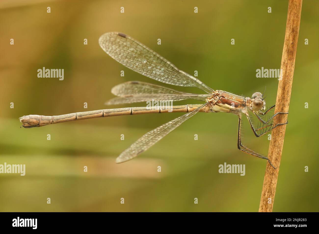 Natural closeup on a Emerald Damselfly spreadwing, Lestes sponsa ...