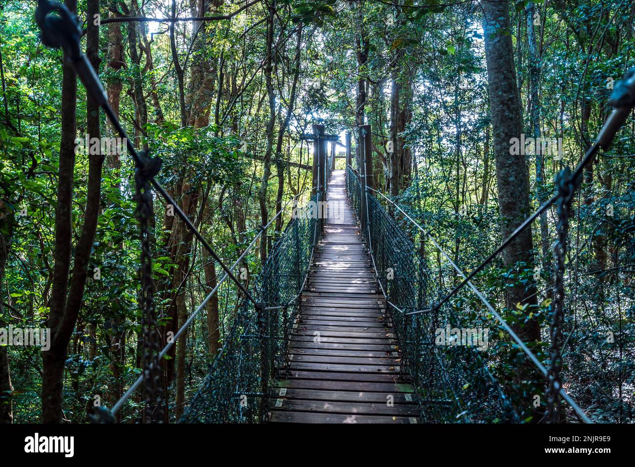 Treetop walk at the Lamington National Park, Queensland, Australia Stock Photo Alamy