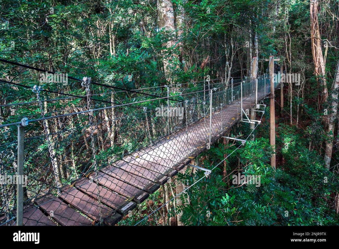 Treetop walk at the Lamington National Park, Queensland, Australia Stock Photo Alamy
