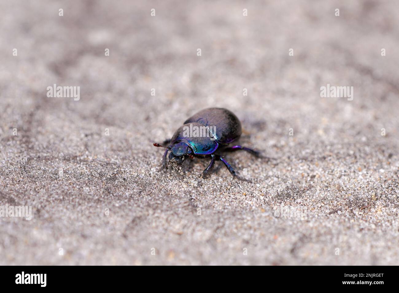 Black dung beetle on sandy ground. Anoplotrupes stercorosus. Stock Photo