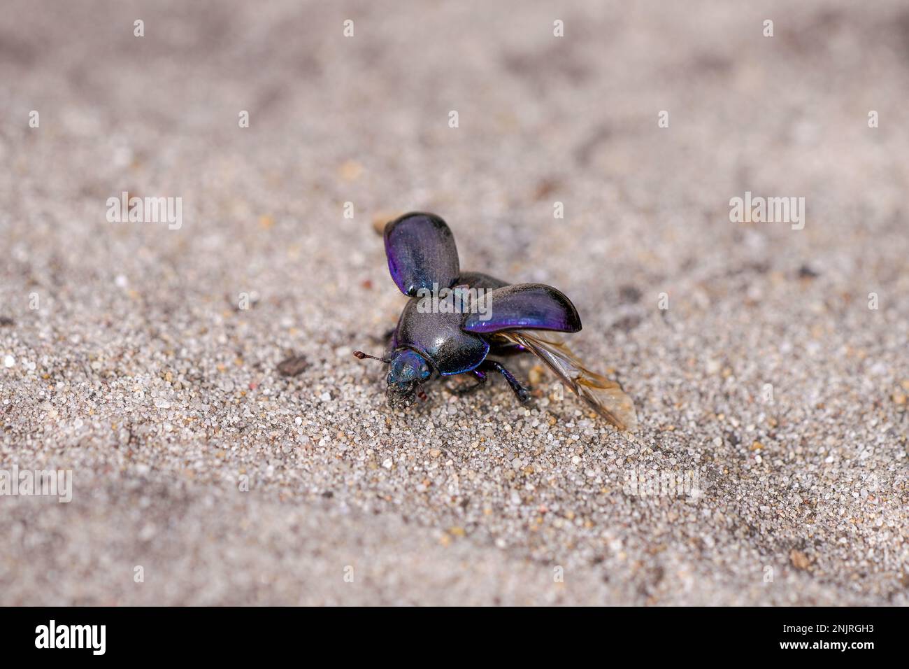 Black dung beetle on sandy ground. Anoplotrupes stercorosus. Stock Photo