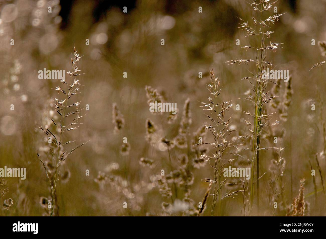 Grasses in field hi-res stock photography and images - Alamy
