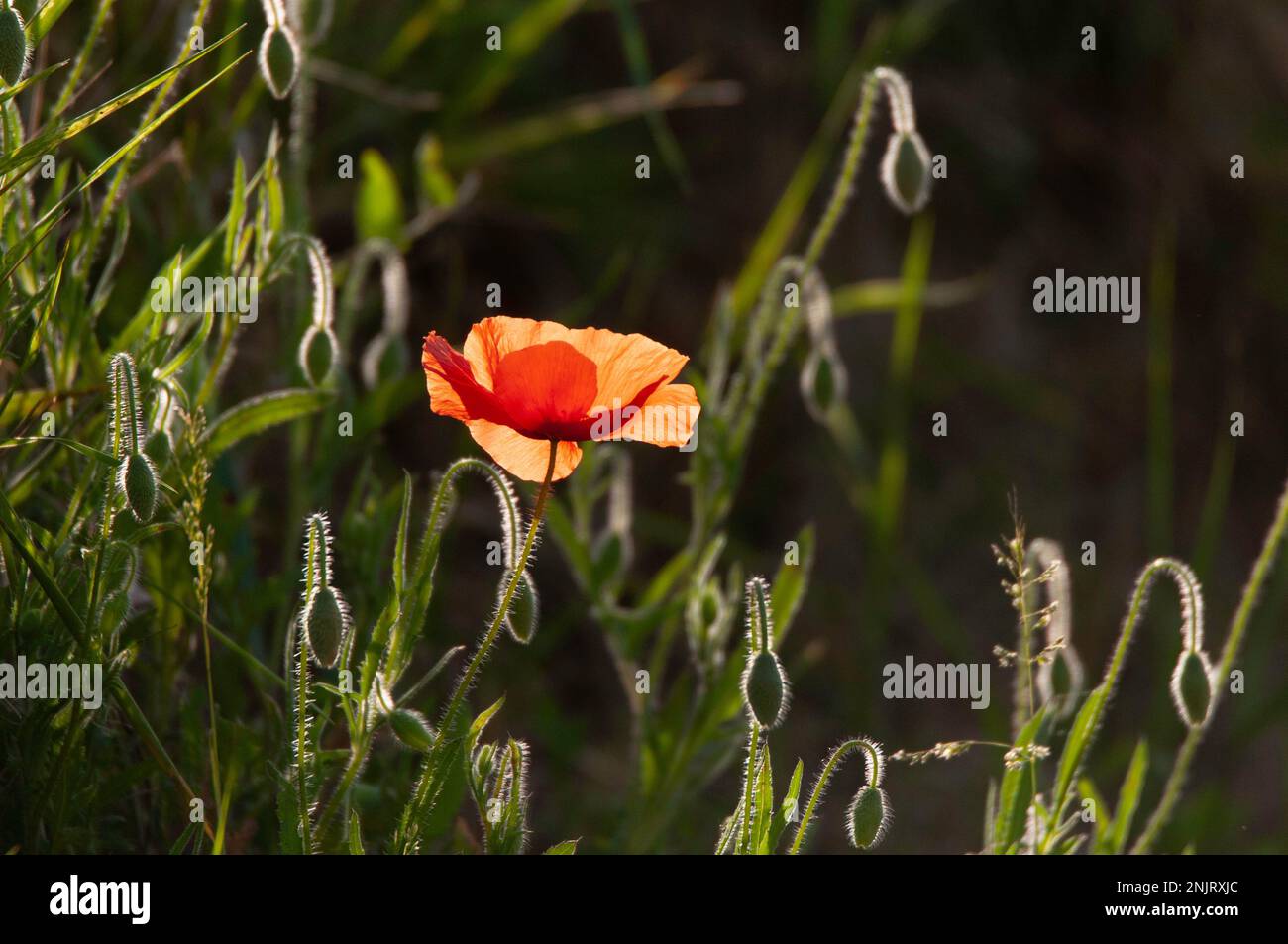 Field red poppies occitanie france hi-res stock photography and images ...