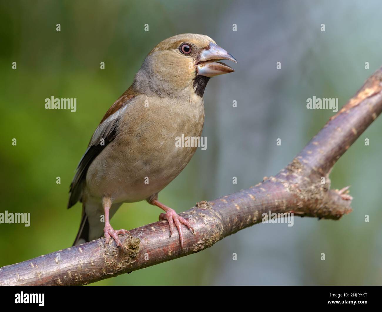Curious female hawfinch (Coccothraustes coccothraustes) perched with open beak on a small branch in light forest Stock Photo