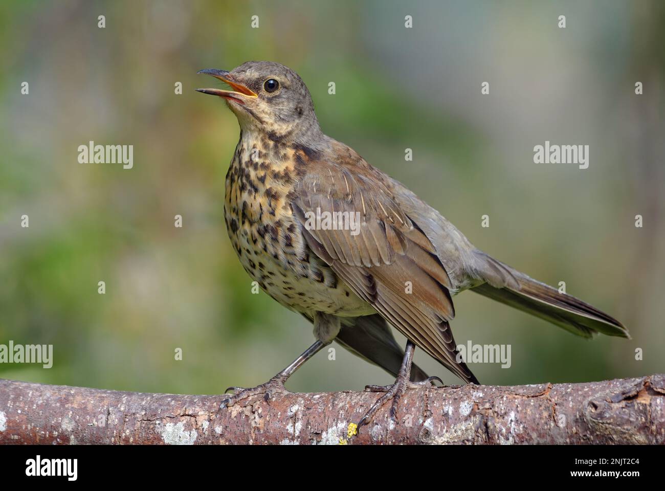 Young Fieldfare thrush (turdus pilaris) sings his song on lichen covered branch in hazy sunny day Stock Photo