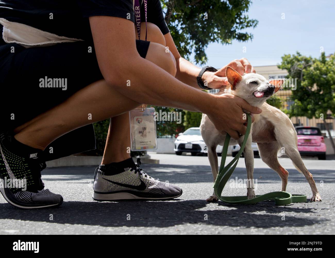 Volunteer Lotta Aalto walks Mildred, an adoptable dog, while at the San  Francisco SPCA Adoption Center in San Francisco, Calif. Thursday, July 18,  2019. (Jessica Christian/San Francisco Chronicle via AP Stock Photo -