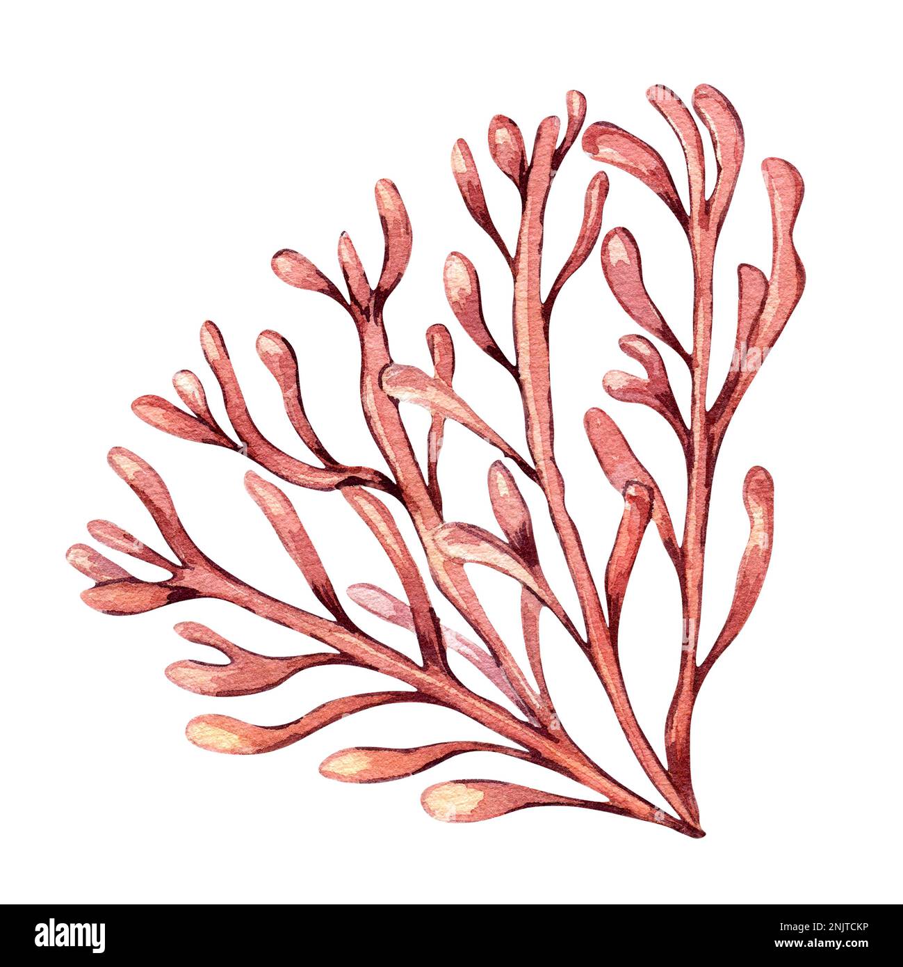 Sea plant watercolor illustration isolated on white background. Single pink agar agar seaweed, phyllophora hand drawn. Design element for package, lab Stock Photo