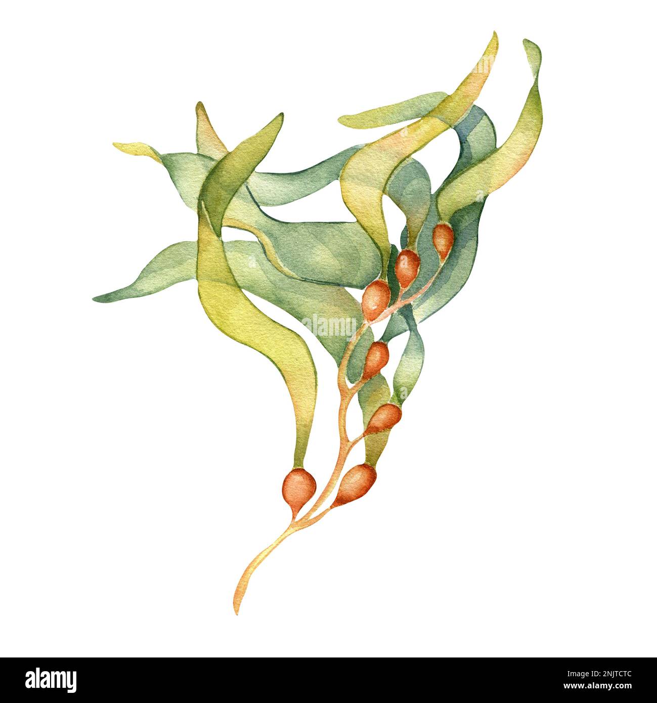 Green sea plant watercolor illustration isolated on white background