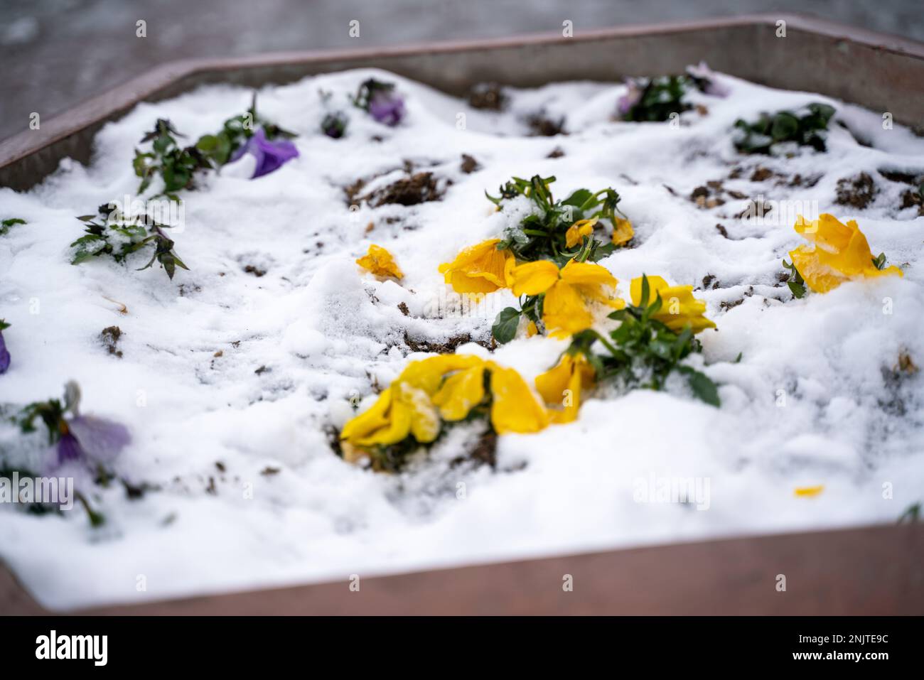 Pansies snow. Snow on a yellow pansy Viola tricolor flower during early spring storm Stock Photo