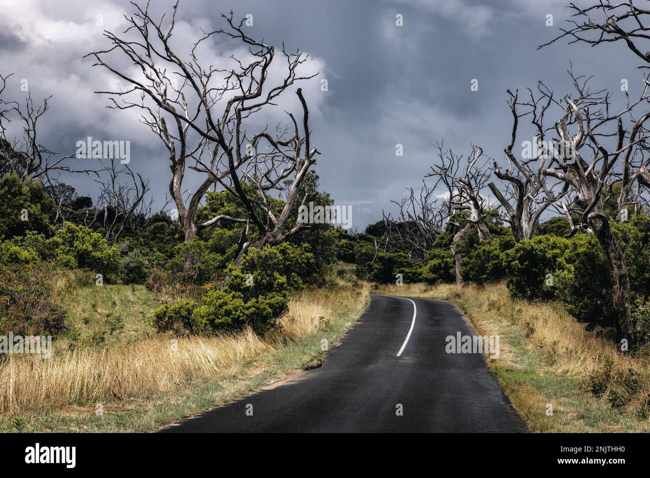 Dead eucalyptus trees in Great Otway National Park, Australia. La nina has caused storms and flooding to the region with El Nina and drought likely to Stock Photo