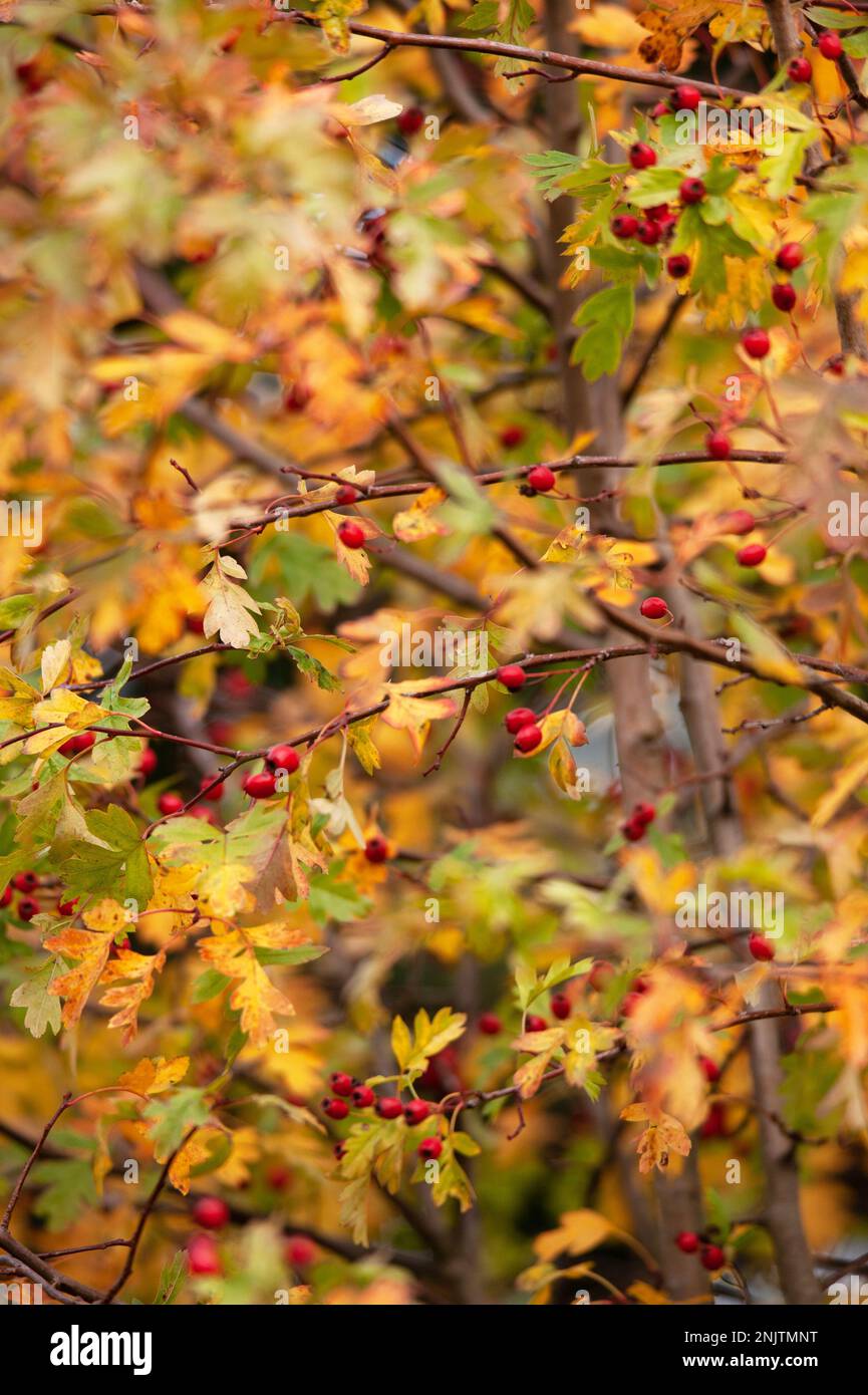 Embleton quarry nature reserve hi-res stock photography and images - Alamy