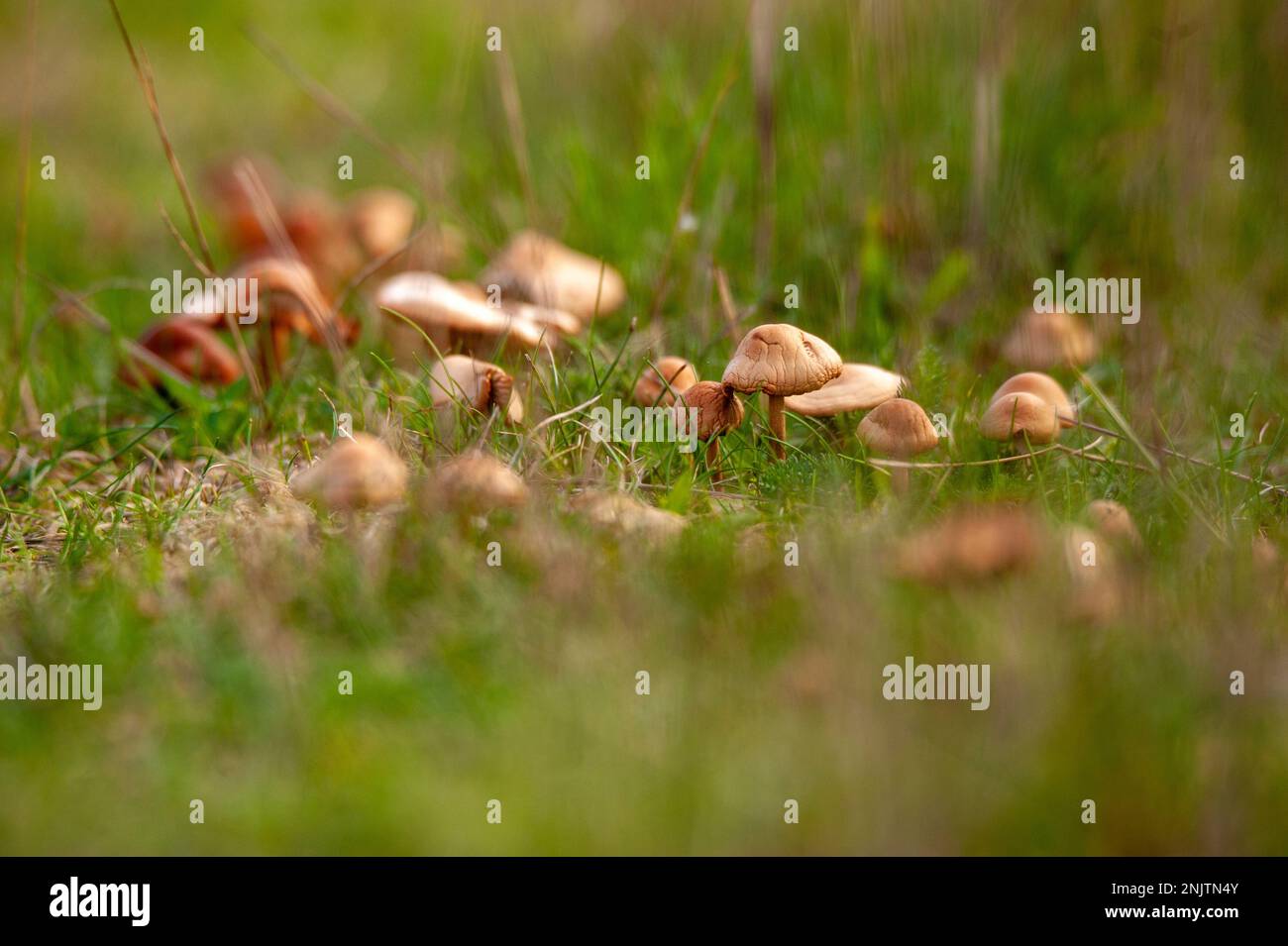 Embleton Quarry Nature Reserve, Northumberland Stock Photo - Alamy